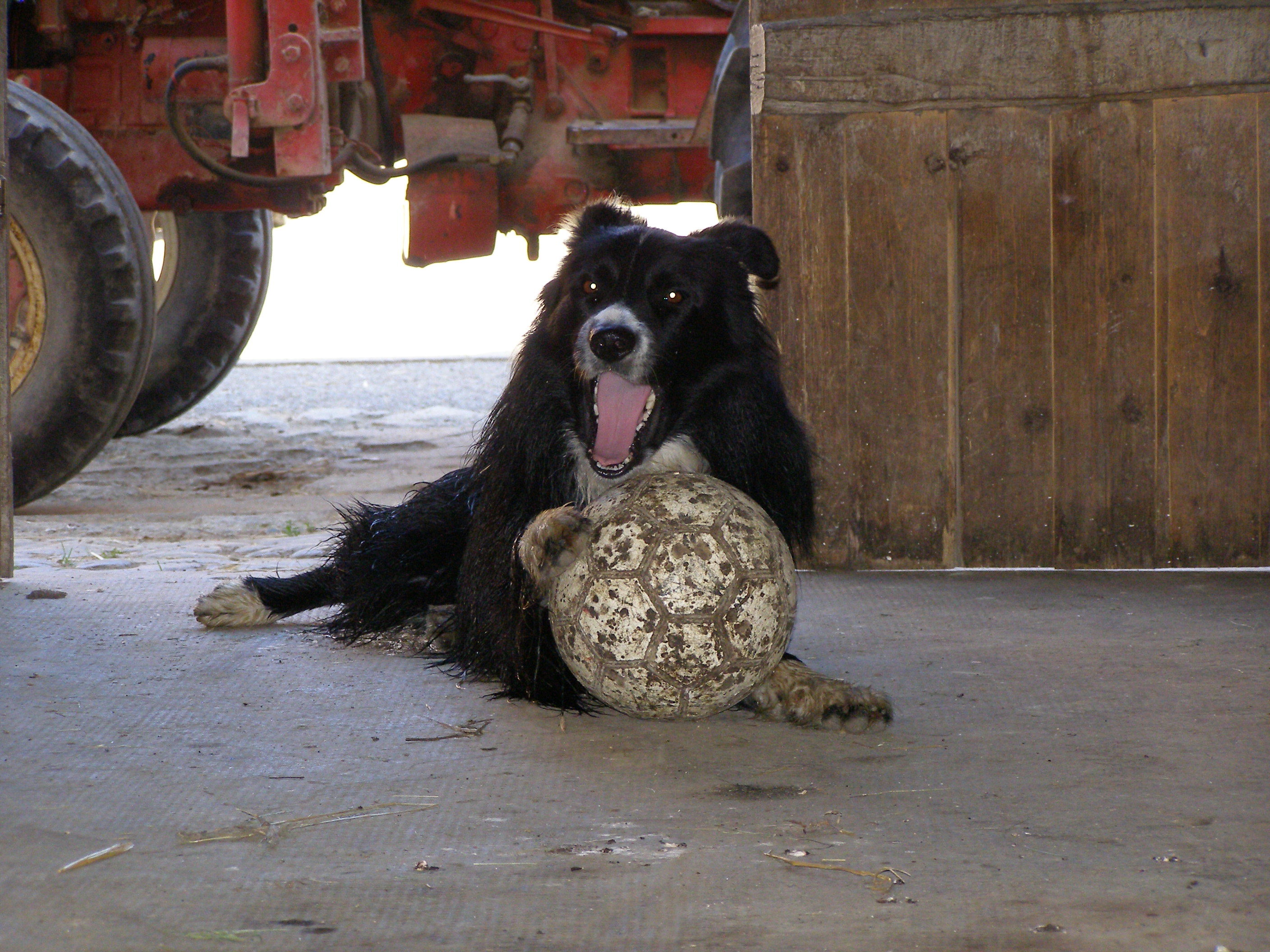 Rex qui baille avec le ballon
