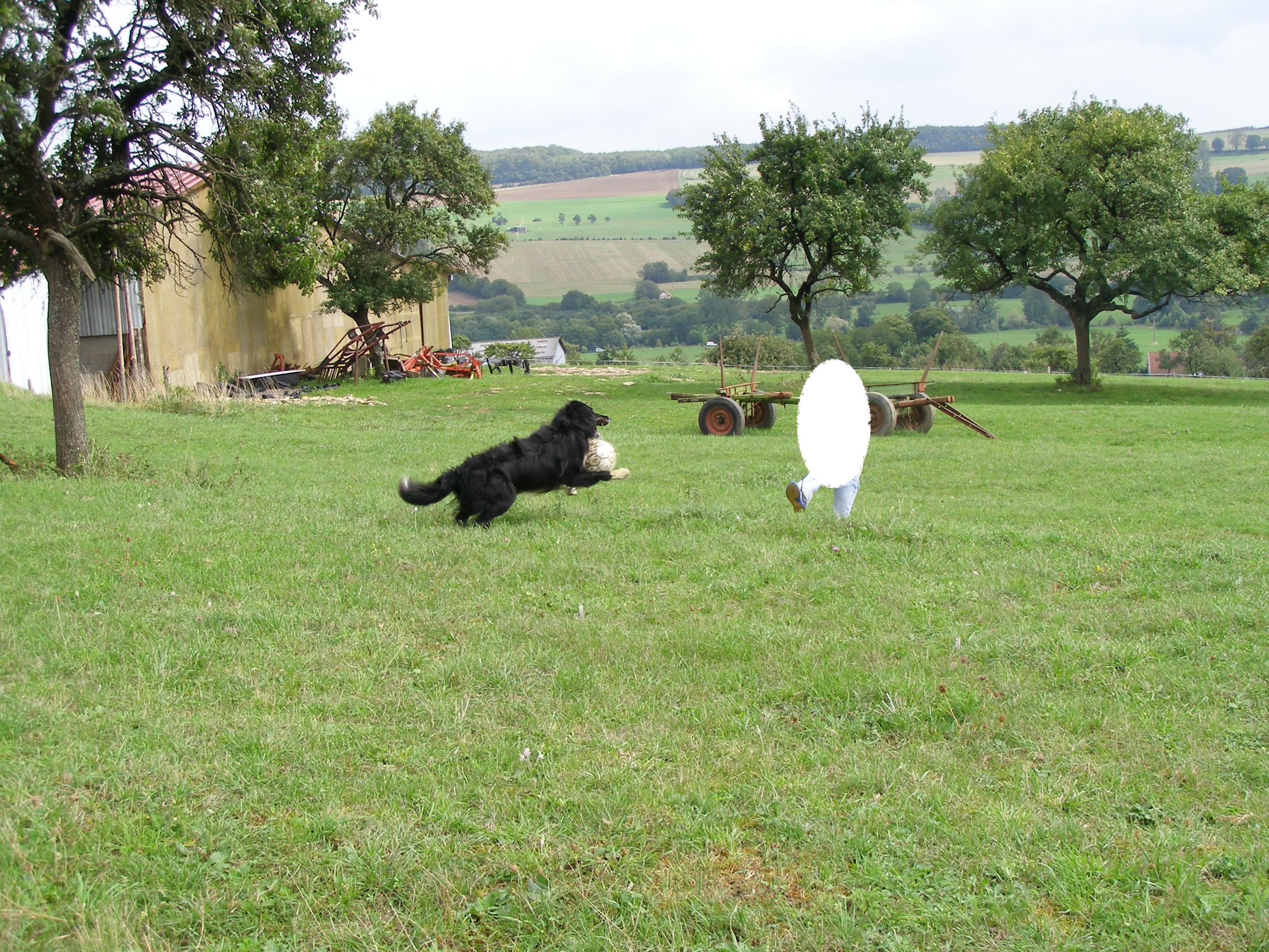 Rex arrêtant une frappe de P......