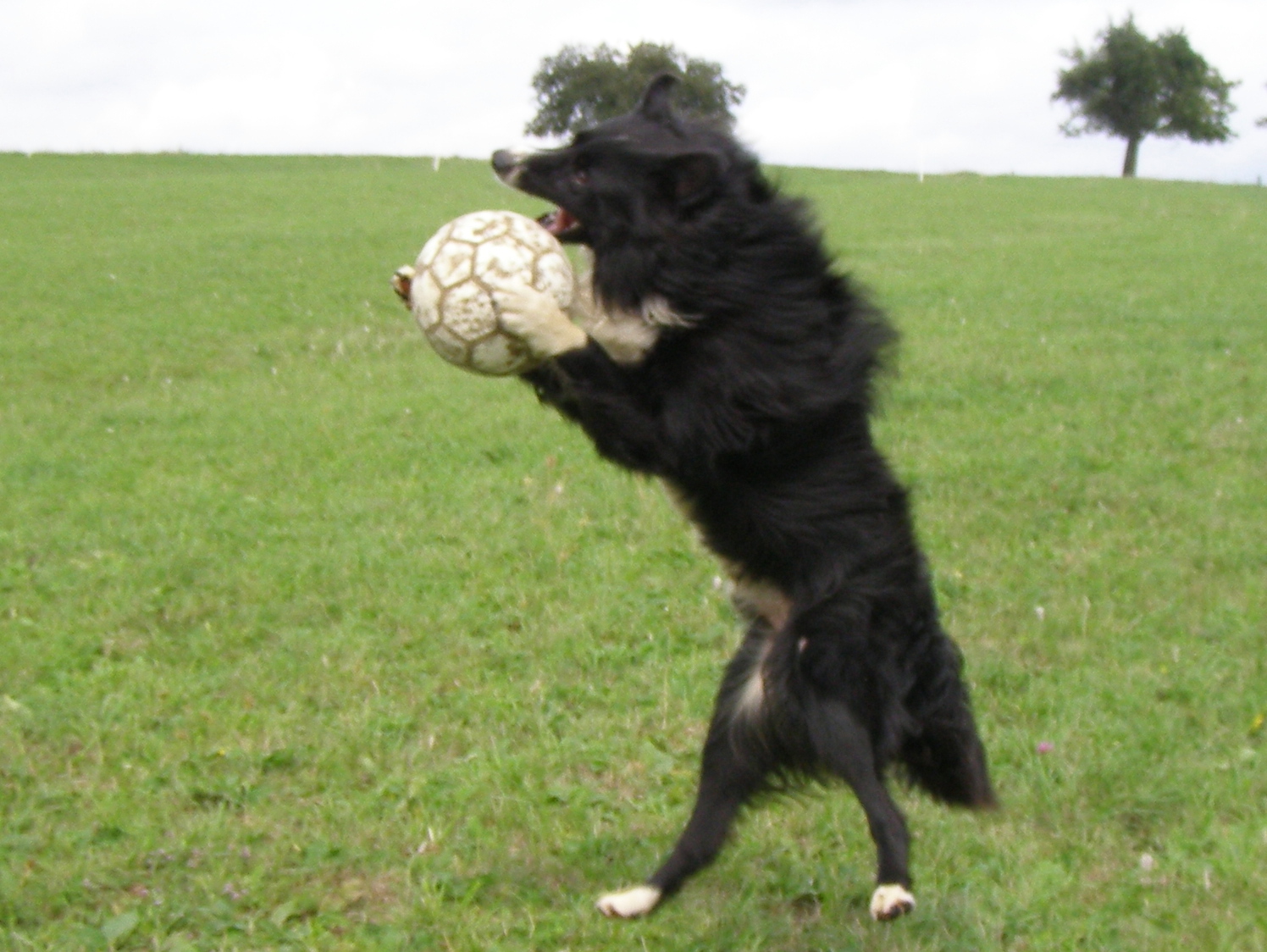 Rex en train d'intersepter une ballon en plein vol