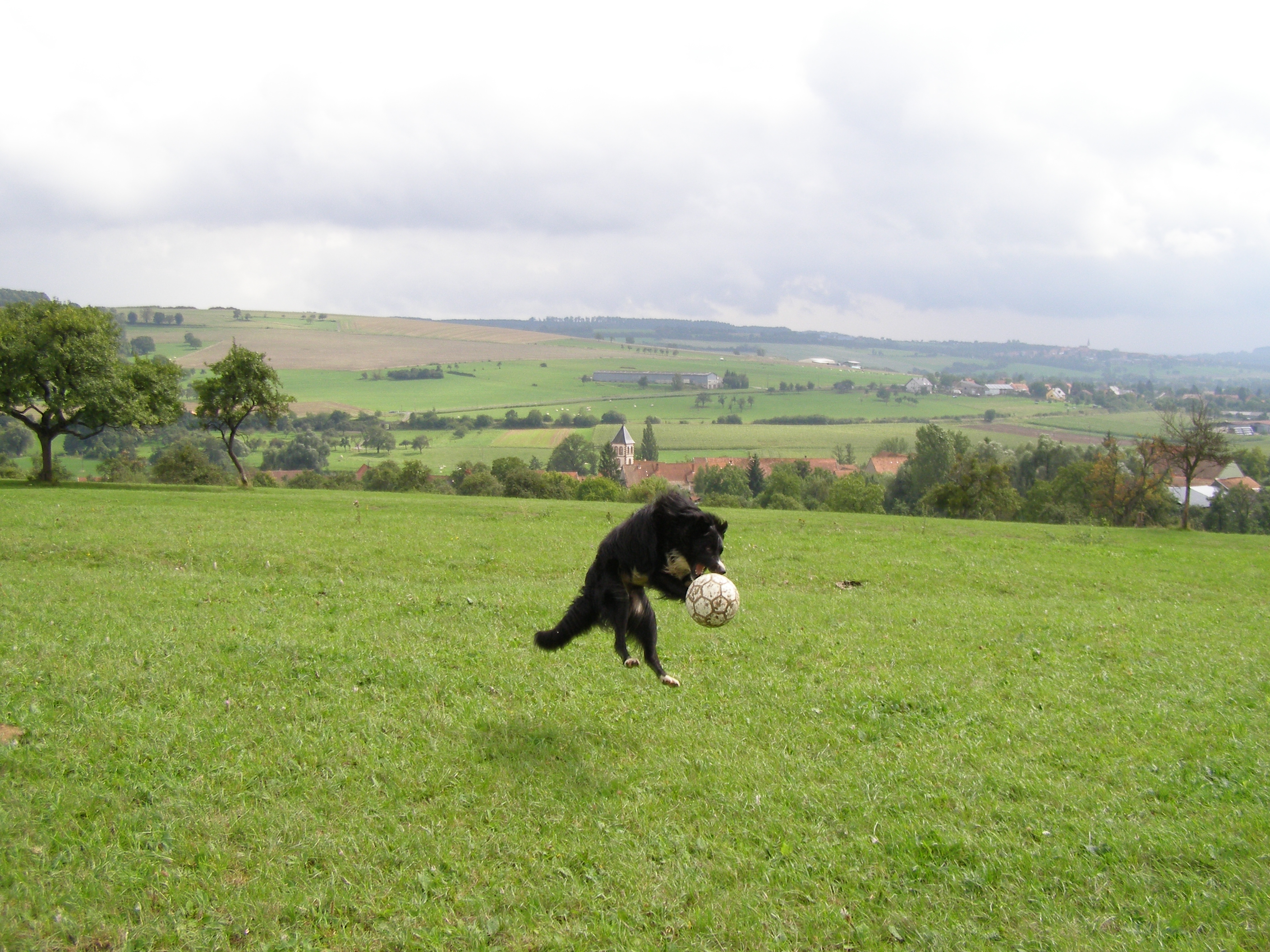 Mon chien arrêtant un ballon de foot