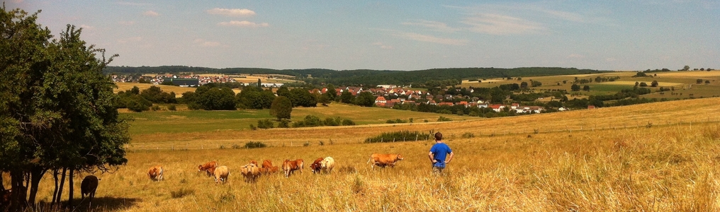 Photo de moi comptant les vaches